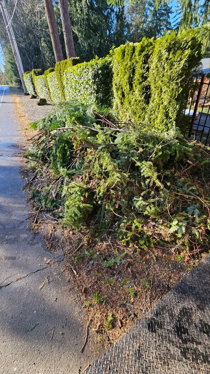 Post-Storm Yard Debris Cleanup in Issaquah WA