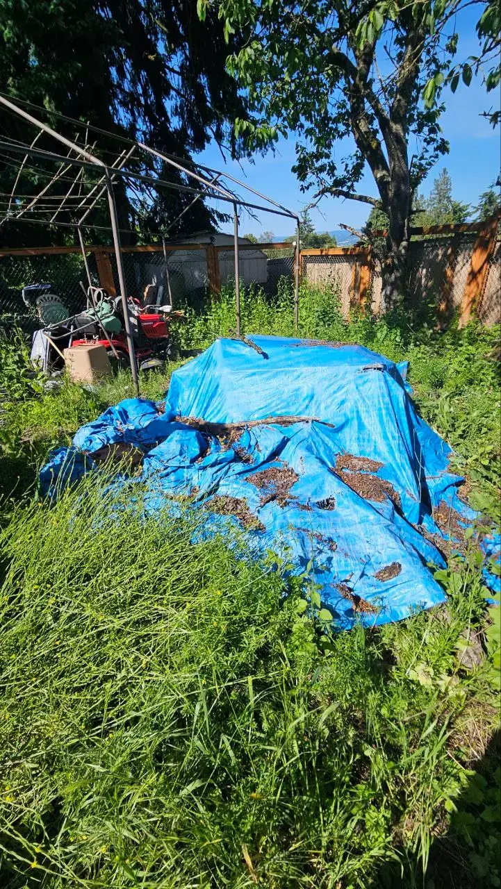 A yard covered with a blue tarp, surrounded by tall grass and overgrown plants.